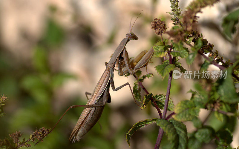 [IMG_9751]捕食螳螂